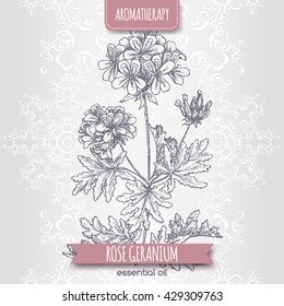 Pelargonium graveolens aka rose geranium sketch on elegant lace background. Aromatherapy series. Great for traditional medicine, perfume design, cooking or gardening.
