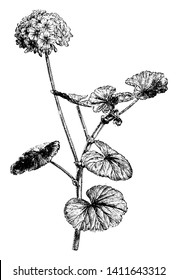 Pelargonium Inquinans is soft  woody shrub and height up to 2 m  The leaves are orbicular and crenate finely toothed margins   have velvety feel   glands  vintage line drawing