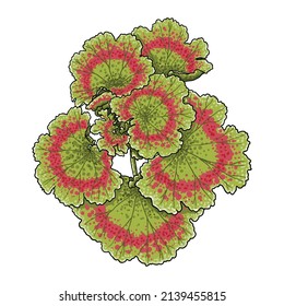 Hojas de hojas de pelargonio o de geranios. Flor de geranio exuberante, dibujo botánico de color. Colores amarillo, naranja y rosa. Vector.