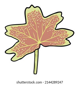 Hojas de hoja de Pelargonium o hojas de vancouver Centennial Stellar Geraniums. Flor de geranio exuberante, dibujo botánico de color. Colores amarillo, naranja y rosa. Vector. 