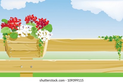 Pelargonium in a pot. The vector illustration of pelargonium flowers in a flower pot on a fence.