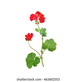 Pelargonium. Summer flower.