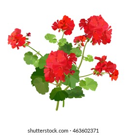 Pelargonium. Summer flower.