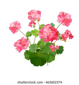Pelargonium. Summer flower.