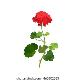 Pelargonium. Summer flower.