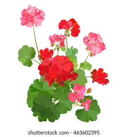 Pelargonium. Summer flower.