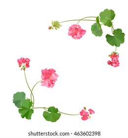 Pelargonium. Summer flower.