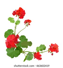 Pelargonium. Summer flower.