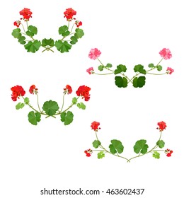 Pelargonium. Summer flower.