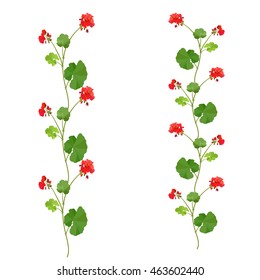 Pelargonium. Summer flower.