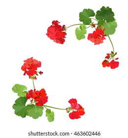 Pelargonium. Summer flower.