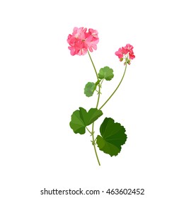 Pelargonium. Summer flower.