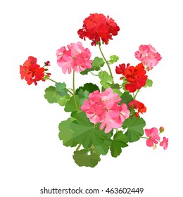 Pelargonium. Summer flower. Geranium
