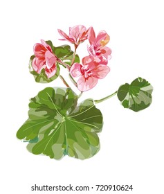 Pelargonium vector on white background.