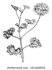 Pelargonium Zonale is an upright or scrambling shrub, normally growing to about 1 m. Its stems are succulent, hairy when young becoming woody with age. The leaves often have a dark mark shaped