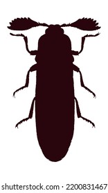 Pelecotoma Beetle Silhouette Hand Drawn Sketch.