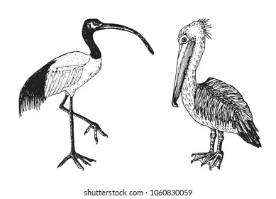 Pelican and African sacred ibis. Engraved Hand drawn vector birds, sketch graphic vintage style, phoenicopteridae. Tropical animal.