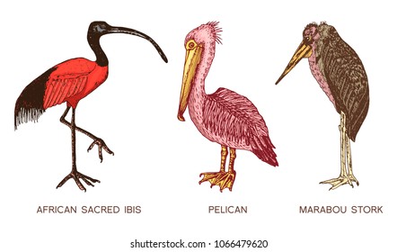 Pelican and African sacred ibis and storks. Engraved Hand drawn vector birds, sketch graphic vintage style, phoenicopteridae. Tropical animal.