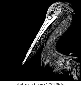 Pelican animal illustration, nature conservation vector