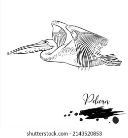 Pelican, animal realistic sketch, vector illustration