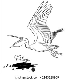 Pelican, animal realistic sketch, vector illustration