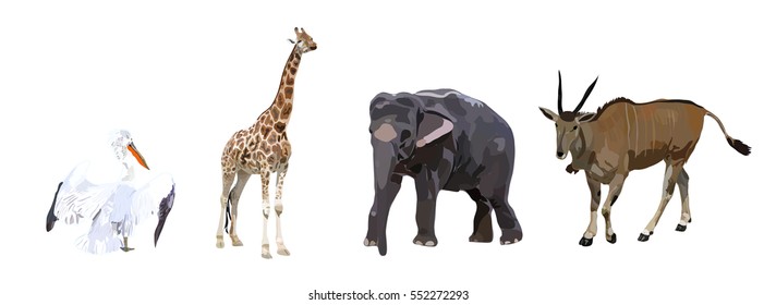 Pelican, antelope, elephant and giraffe on a white background