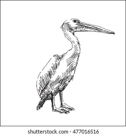 pelican  bird  with big beak vector illustration, in sketch hand drawn style