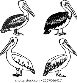 Pelican bird bundle line art and illustrator eps