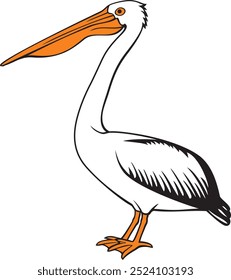 Pelican Bird Color. Ilustração de vetor.