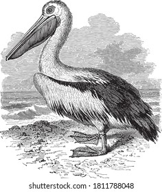 Pelican bird, From the Dictionary of Word and Things, 1888.