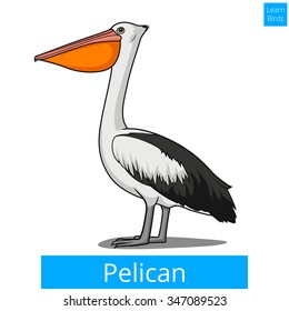 Pelican bird learn birds educational game vector illustration