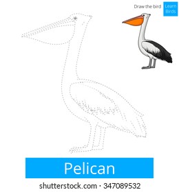 Pelican bird learn birds educational game coloring book vector illustration