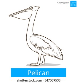 Pelican bird learn birds educational game coloring book vector illustration