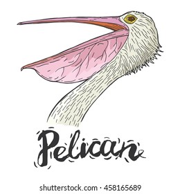 pelican bird object word phrase