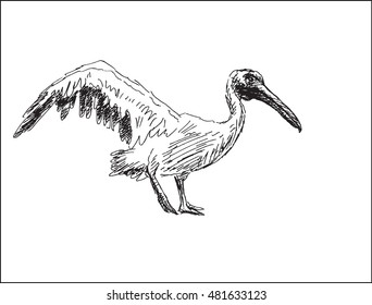 pelican  bird  on takeoff vector illustration, in sketch hand drawn style