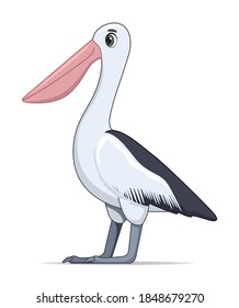 Pelican bird on a white background. Cartoon style vector illustration