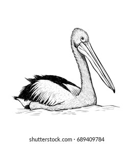 Pelican bird sketch black and white hand drawing. Vector illustration of a pelican