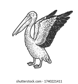 Pelican bird sketch engraving vector illustration. T-shirt apparel print design. Scratch board imitation. Black and white hand drawn image.