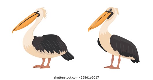 Pelican bird. Vector clipart illustration on isolated background.