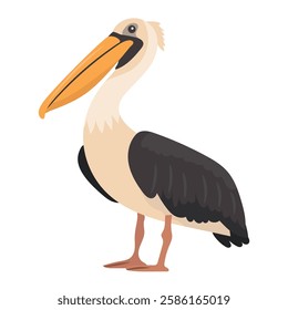 Pelican bird. Vector clipart illustration on isolated background.