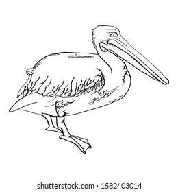 
Pelican bird vector outline drawing