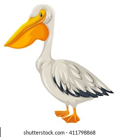 Pelican bird with white feather illustration