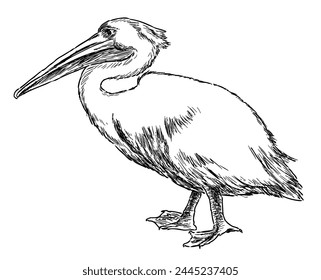 Pelican bird, white, waterfowl, profile,beak, contour drawing, sketch,vector hand drawn illustration