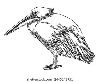 Pelican bird, white, waterfowl, profile,beak,wings,contour drawing, sketch,vector hand drawn illustration