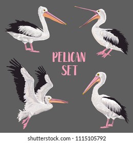 Pelican Birds Set. Animals in the Wild. Wildlife Seabirds. Watercolor Waterbird. Vector illustration