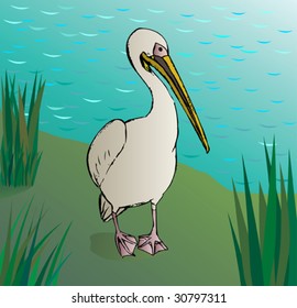 Pelican by lake