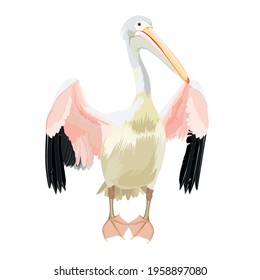 Pelican cartoon bird icon on white background illustration.