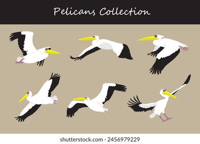 Pelican collection. Pelican in different poses. Vector illustration.