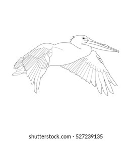 Pelican Coloring Book Stock Vector (Royalty Free) 527239135 | Shutterstock