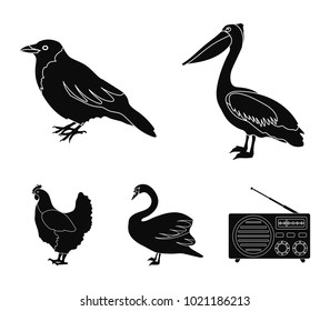 Pelican, crow and other species. Birds set collection icons in black style vector symbol stock illustration web.